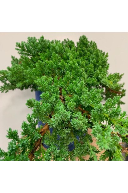 Можжевельник карликовый Нана со стелющейся кроной